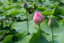 Beautiful Pink Lotus Flower In The Pond