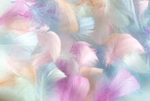 Multi-colored Feathers Of A Bird Of Pastel Shades On A Light Background Selective Focus