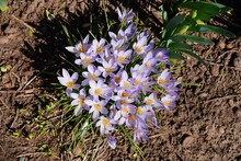 Purple Crocus Vernus Flower Peeking Through The Grass And Mulch In Early Spring