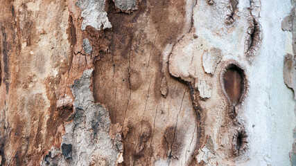 Poster - Corteza de tronco de árbol