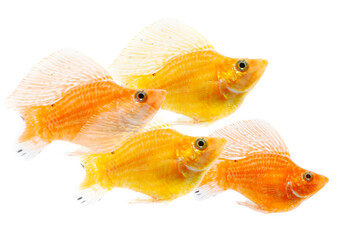 Poster - Molly freshwater fish swimming isolated on white background 