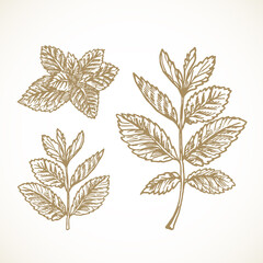Wall Mural - hand drawn vector mint branches with leaves sketch sillhouettes set. moenthol spice herb doodles col