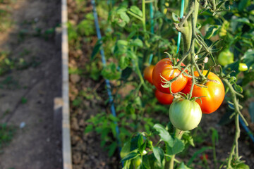 Wall Mural - Growing tomatoes in a greenhouse. Ripening of tomato fruits in a greenhouse. The concept of growing tomatoes.