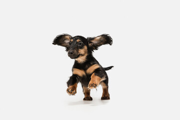 Cute puppy, dachshund dog posing isolated over white background