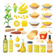 Corn food, set of maize meal, corn oil, corn stickes, cornflakes, pop corn, grits, flour, starch, kernels, plant, bread, bourbon - flat ions isolated on white background.