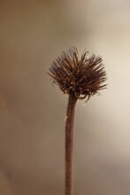 Dry Sharp Flower In Blurry Natural Bokeh