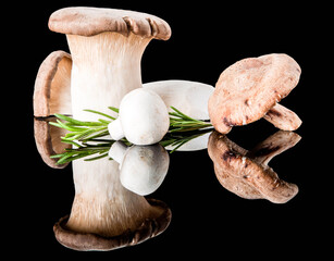 King Trumpet Mushrooms on black acrylic glass with rosemary.