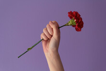 Woman With Raised Fist Holding Red Carnation Against Purple Background