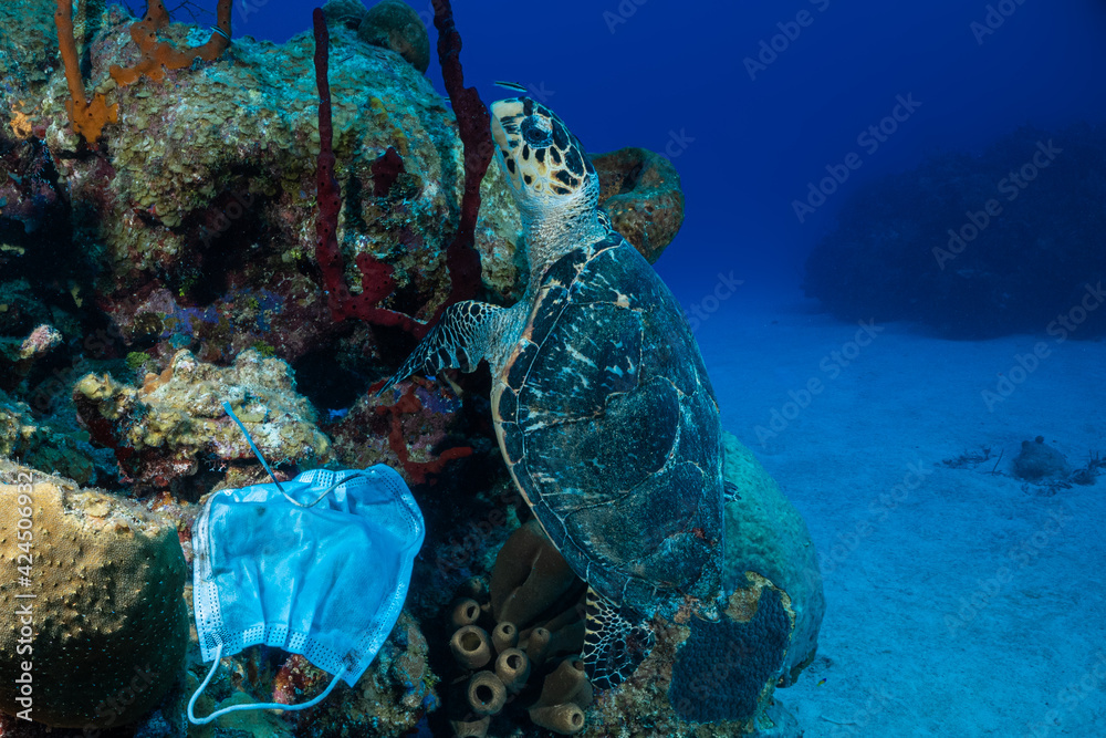 Carelessly discarded PPE equipment used during the coronavirus pandemic has found its way onto a tropical reef and is damaging the environment. A turtle swims nearby the face mask looking for food - obrazy, fototapety, plakaty 