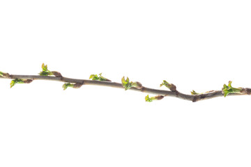 Sticker - branch with young currant leaves on white background