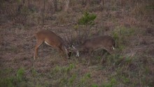 Two Young Spike Bucks Playfully Sparring In A Brush Filled Meadow