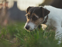 Jack Russell Terrier Outdoors In The Beautiful Light Of The Setting Sun