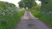 English Country Lane Lush Green Hedgerow And Trees 2
