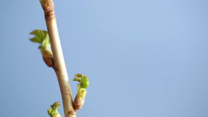 Poster - branch with young currant leaves on blue background