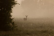 Duch przyrody sarna europejska (Capreolus capreolus) we mgle, sarna o poranku o świcie na łące