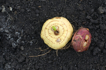 two gladiolus bulbs on soil background. time for landing. spring gardening