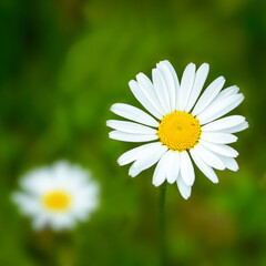 Poster - Macro of white flowering daisy in spring