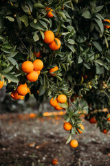 Orange garden with oranges in spring time