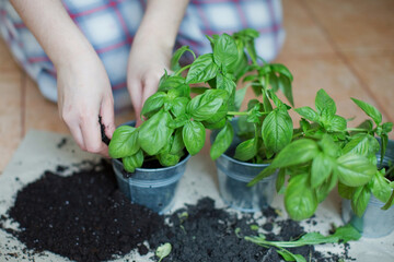 Seedlings of fresh green herb basil