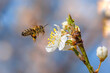 Flying honey bee collecting pollen from tree blossom.