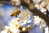 Flying honey bee collecting pollen from tree blossom.