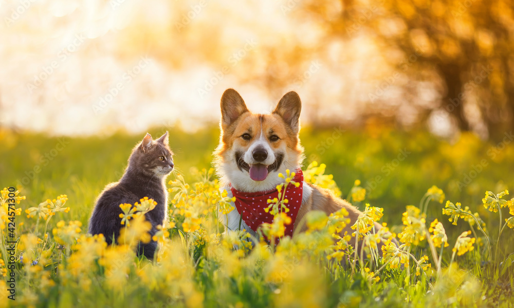 cute fluffy friends a corgi dog and a tabby cat sit together in a sunny spring meadow - obrazy, fototapety, plakaty 
