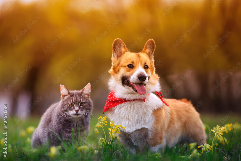 cute fluffy friends a corgi dog and a tabby cat sit together in a sunny spring meadow - obrazy, fototapety, plakaty 