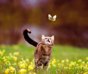 Wall Mural - cute a striped kitten looks at a passing butterfly on a sunny day in a summer meadow