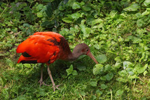 Close Up Of The Colorfull Ruby Red Scarlet Ibis, Eudocimus Ruber