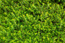 Vibrant Boxwood Bush Texture. Light Green Bush Texture. Green Shrub In The Garden For Background And Perspective.