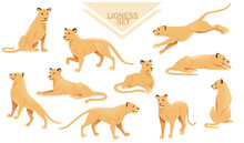Set Of Lioness Female Lion Animal Cartoon Design African Savannah Predator Vector Illustration On White Background