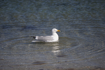 Wall Mural - seagull on the water