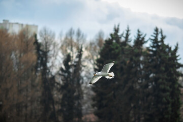 River gull on the background of the park in March. Close-up