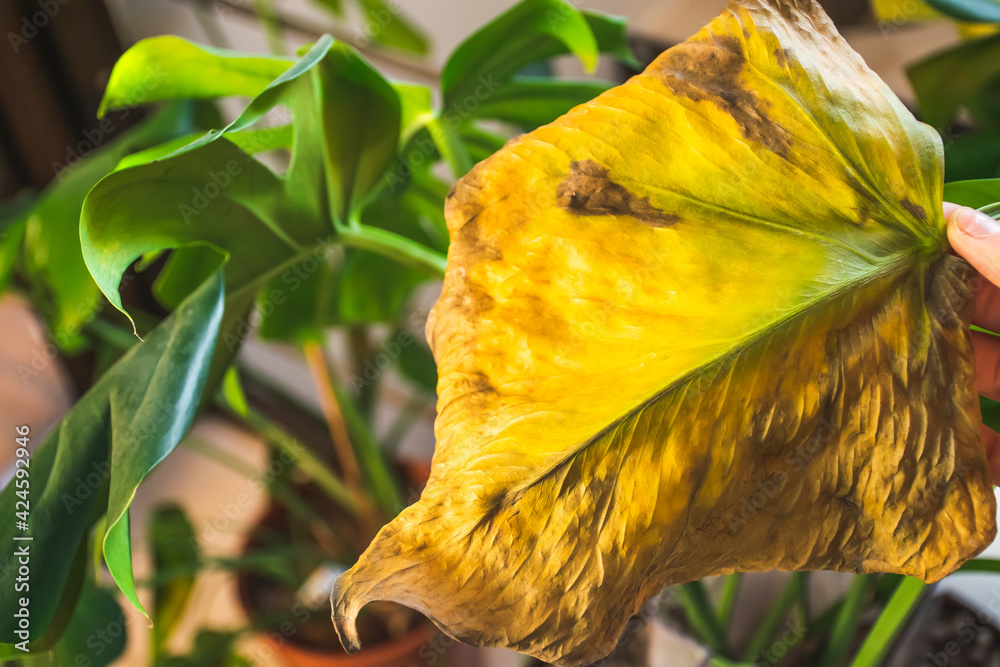 Overwatered sick monstera plant yellowing leaves. Houseplant diseases.  Stock Photo | Adobe Stock
