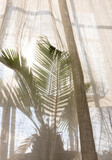 Fototapeta Boho - palm plant in window covered by boho curtains with sunlight