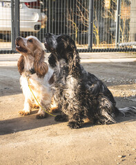 Two dogs on summer walk in sunny day. Travelling with dogs.