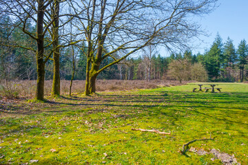 Wall Mural - Heather and trees in a forest in bright sunlight in springtime, Baarn, Lage Vuursche, Utrecht, The Netherlands, March 29, 2021