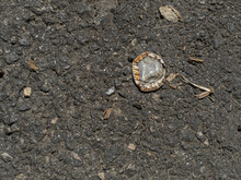 Asphalt Texture With Metal Cap From Bottle Crushed By The Cars That Pass On This Street. Graphite Color, Worn Asphalt.