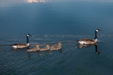 Canada Geese Swimming In The Lake With Their Four Goslings At Sunset.