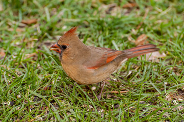 Wall Mural - Female Northern Cardinal eating bird seed on the ground in the fall.