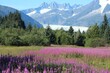 © Val Gouk - Juneau fire weed and glacier