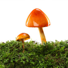 Two Orange And Yellow Mushrooms On Wet And Humid Green Mossy Forest Floor. Isolated On White.