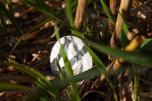 A 50-cent Silver Coin