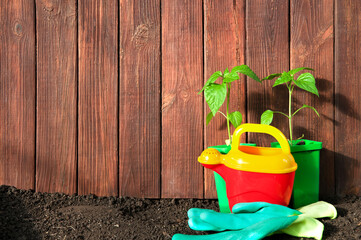 two green pepper plants in pots yellow watering can and gloves on the ground against the background of a wooden wall, side view.