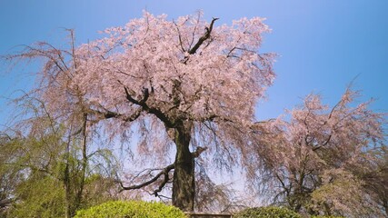 Wall Mural - 京都　円山公園の満開の桜