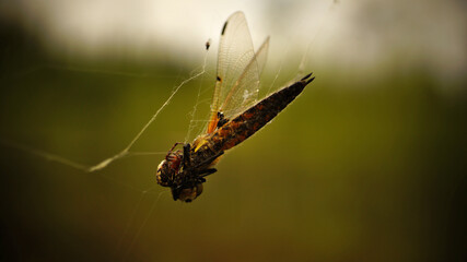Spider caught dragonfly in a web