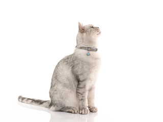 Wall Mural - Side view of British cat sitting on white background