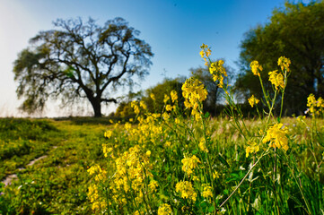 Yellow mustard flowers in front of large oak tree