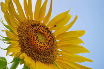 Beautiful blooming sunflowers against the sky backdrop.