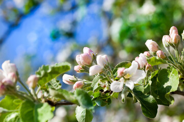 flowering trees in the orchard in the spring season